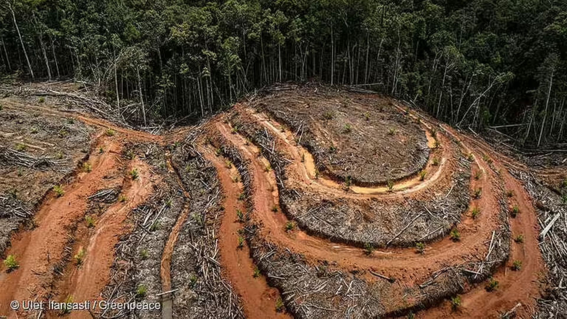 Ironisnya, dari semua laporan yang sudah dilampirkan di atas, meski pemerintah mengklaim keberhasilan besar dalam menekan angka karhutla, kondisi di lapangan masih memperlihatkan hal sebaliknya. Masalah ini jauh lebih kompleks dan serius. Pemerintah tampaknya lebih mahir membuat data terlihat “bersih” yang seakan-akan terlihat seperti ‘prestasi’ ini daripada benar-benar mengatasi akar masalah. Dalam hal ini, kebakaran yang terus-menerus justru mengindikasi bahwa kebijakan restorasi lahan gambut masih jauh dari harapan dan memerlukan langkah-langkah yang lebih konkret daripada sekedar angka yang dipoles. Jika tidak segera diatasi, kebakaran ini akan terus memperburuk krisis iklim dan menempatkan Indonesia di garis depan bencana lingkungan yang lebih luas. Upaya nyata untuk menyelamatkan hutan dan lahan gambut tak hanya membutuhkan kebijakan setengah hati, tetapi komitmen yang melibatkan semua pihak. Jangan sampai, ‘prestasi’ ini hanya menjadi kabut tebal yang menutupi masalah sebenarnya.