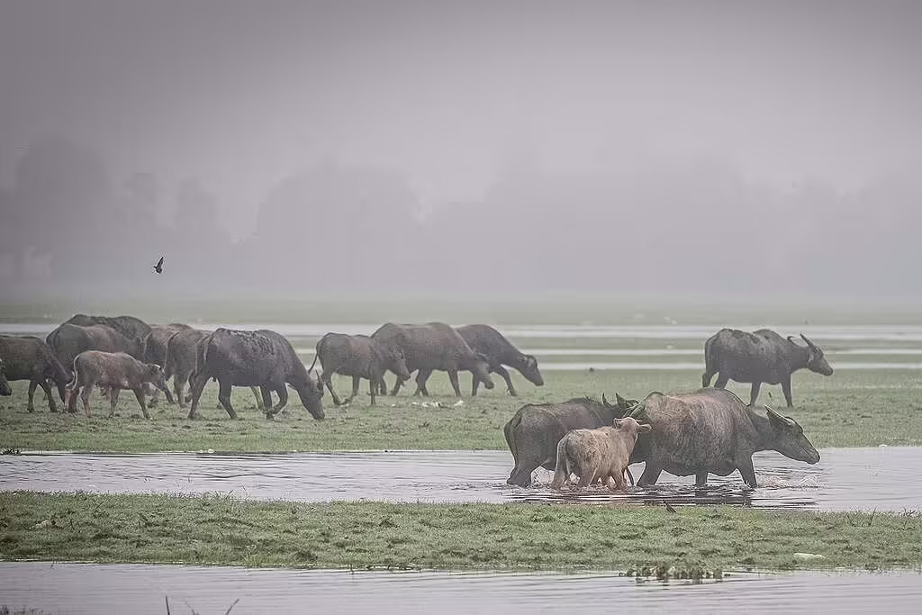 Kerbau di desa Bangsal, Sumatera Selatan.(Foto: Abriansyah Liberto/Greenpeace Indonesia)
