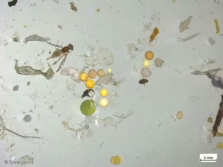 Mikroplastik di bawah mikroskop dari sampel air yang diambil oleh Greenpeace dari Sungai Rhine. (Foto: Greenpeace)